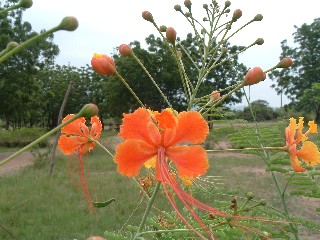 Flame Flower